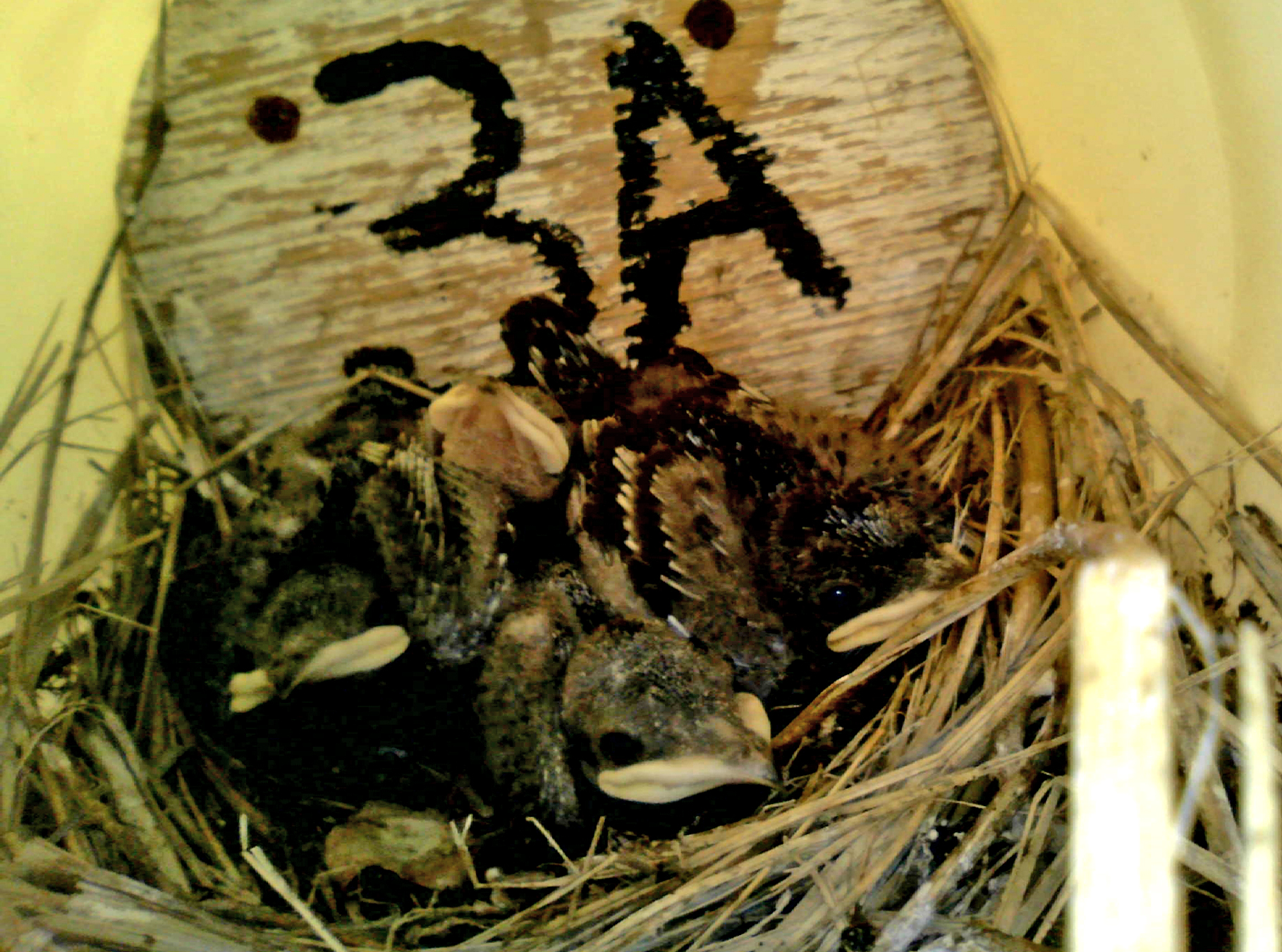 OPAS 3A
